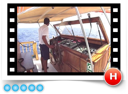 whale and dolphin 1.jpg